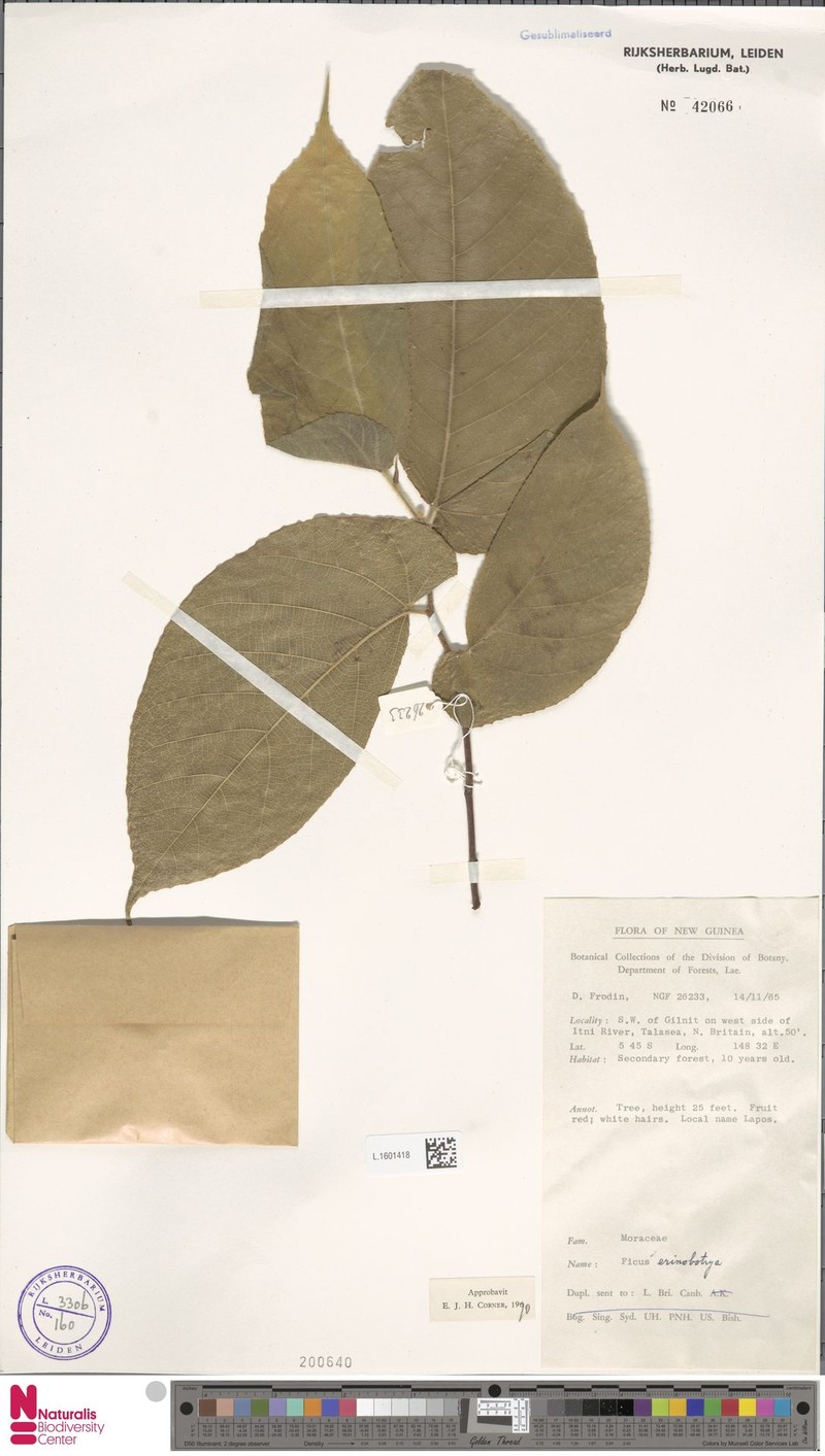 Ficus erinobotrya photo 6
