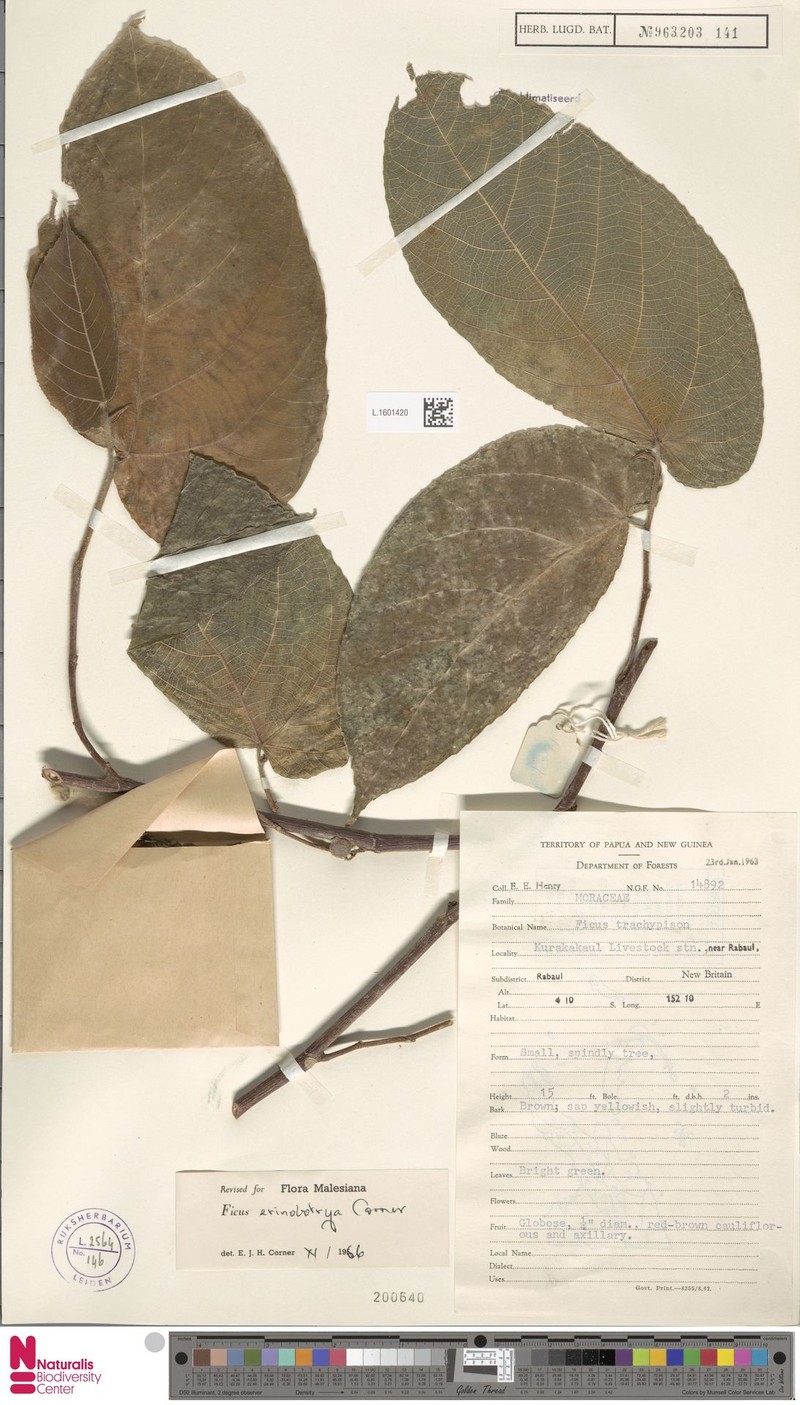 Ficus erinobotrya photo 7