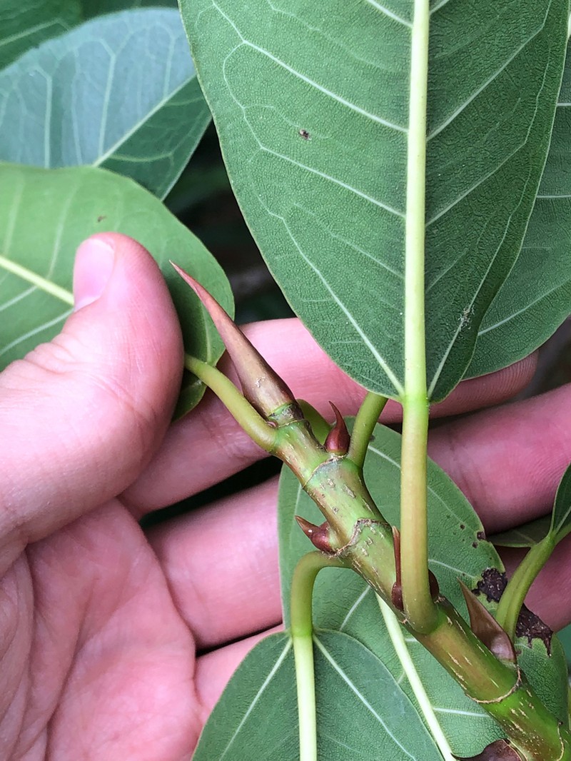 Ficus ernanii