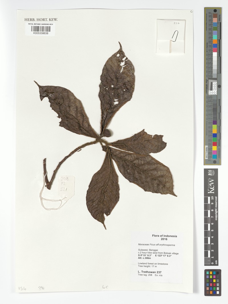 Ficus erythrosperma