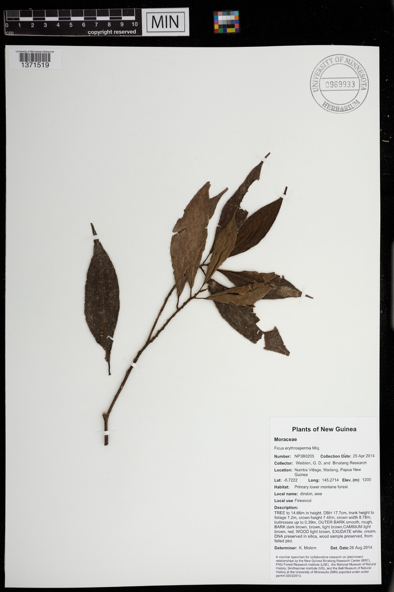 Ficus erythrosperma photo 2
