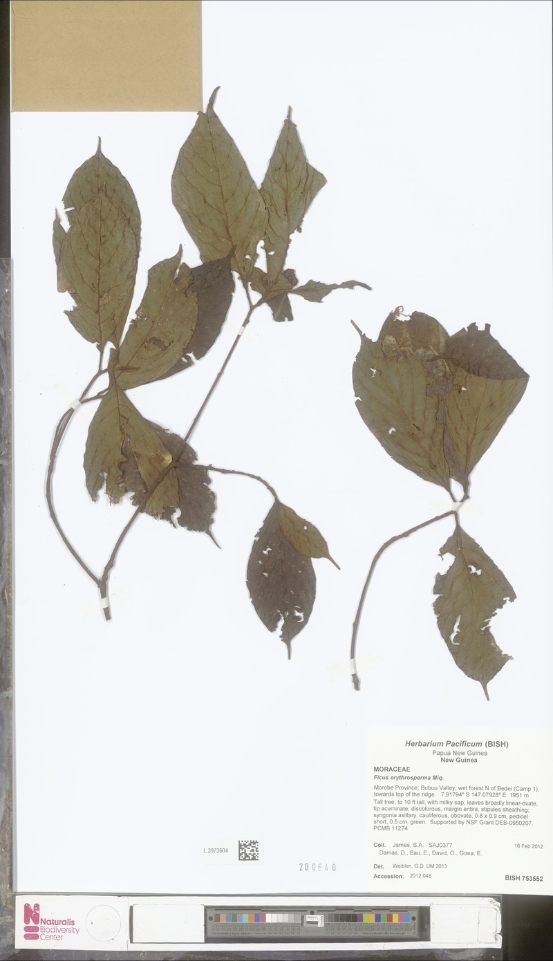 Ficus erythrosperma photo 3