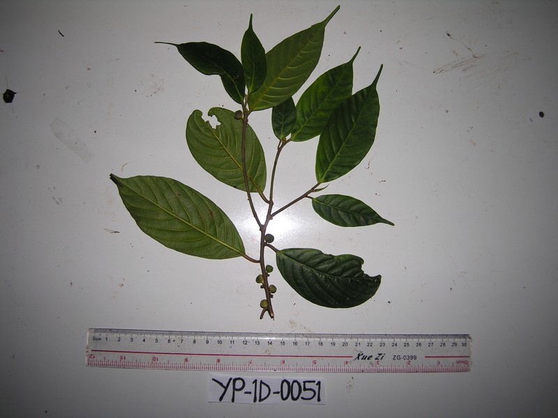 Ficus erythrosperma photo 4