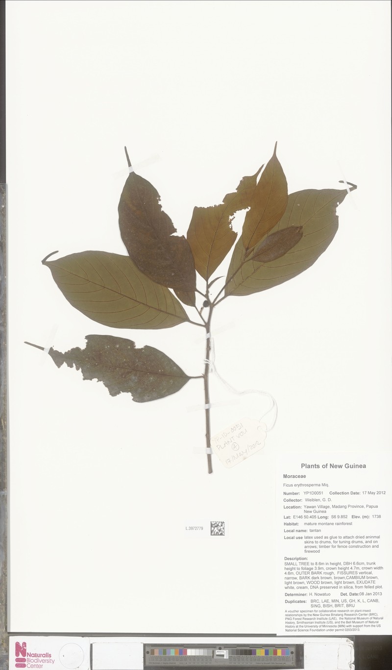Ficus erythrosperma photo 5