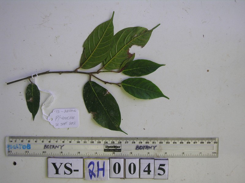 Ficus erythrosperma photo 7