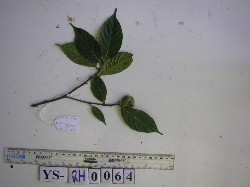 Ficus erythrosperma photo 8