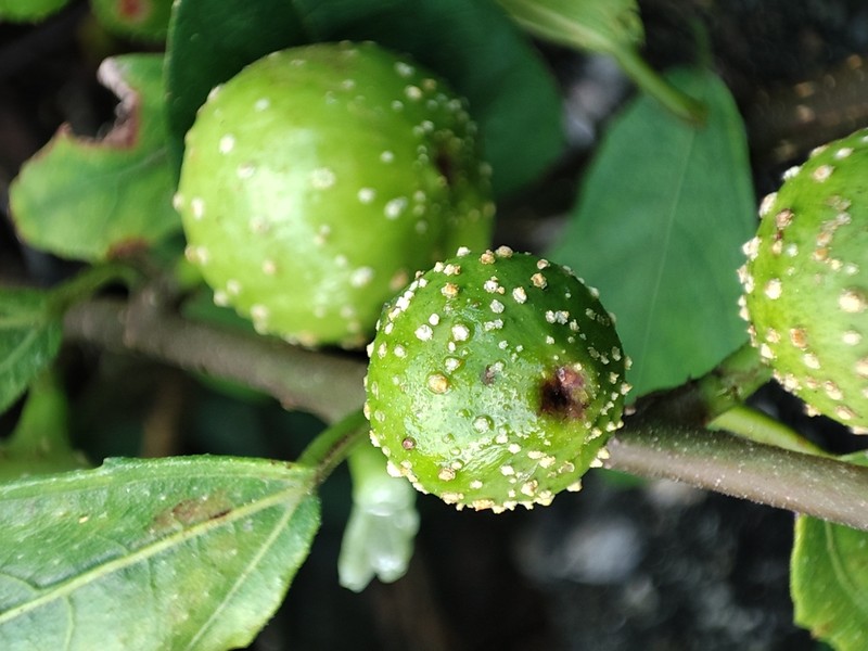 Ficus esquirolii photo 2