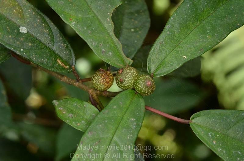 Ficus esquirolii photo 3