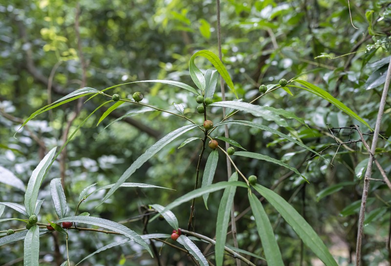 Ficus esquirolii photo 4