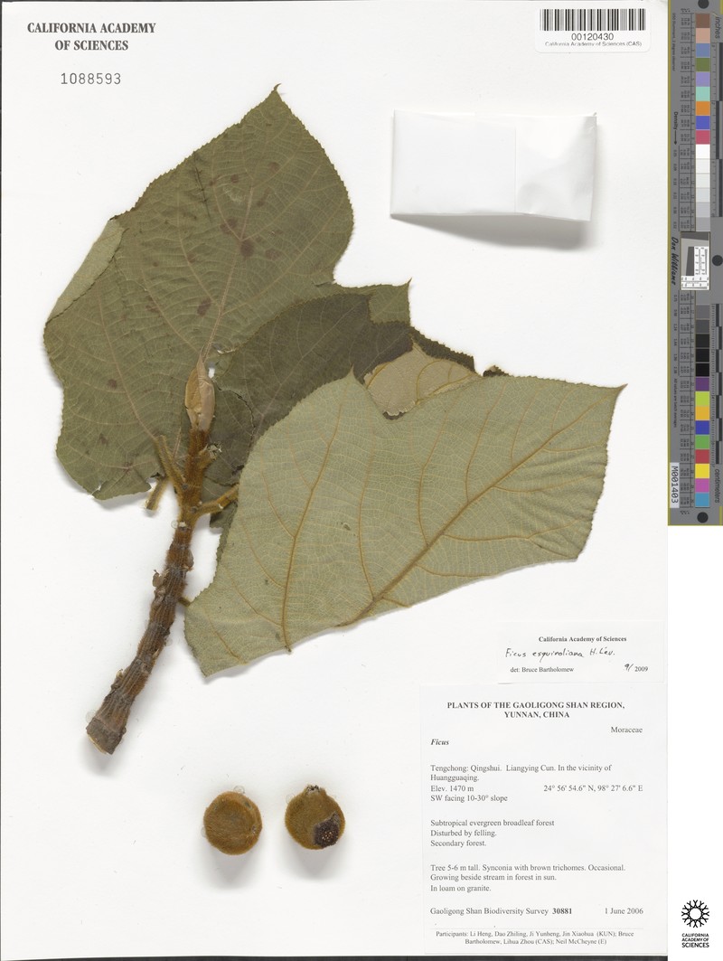 Ficus esquirolii photo 6