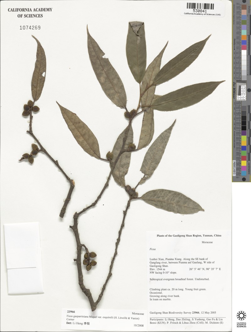 Ficus esquirolii photo 7