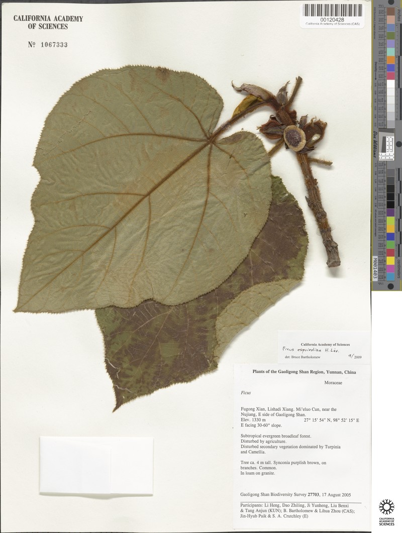 Ficus esquirolii photo 8