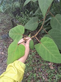 Ficus eumorpha