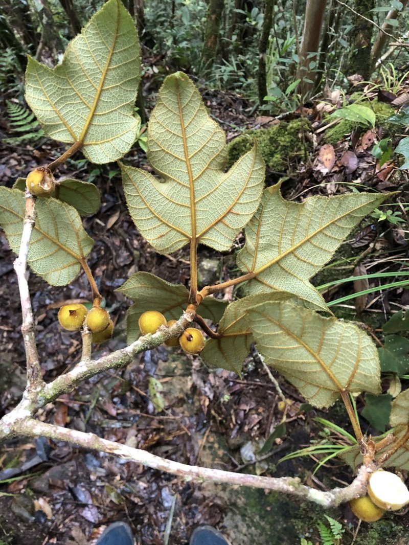 Ficus eumorpha photo 2