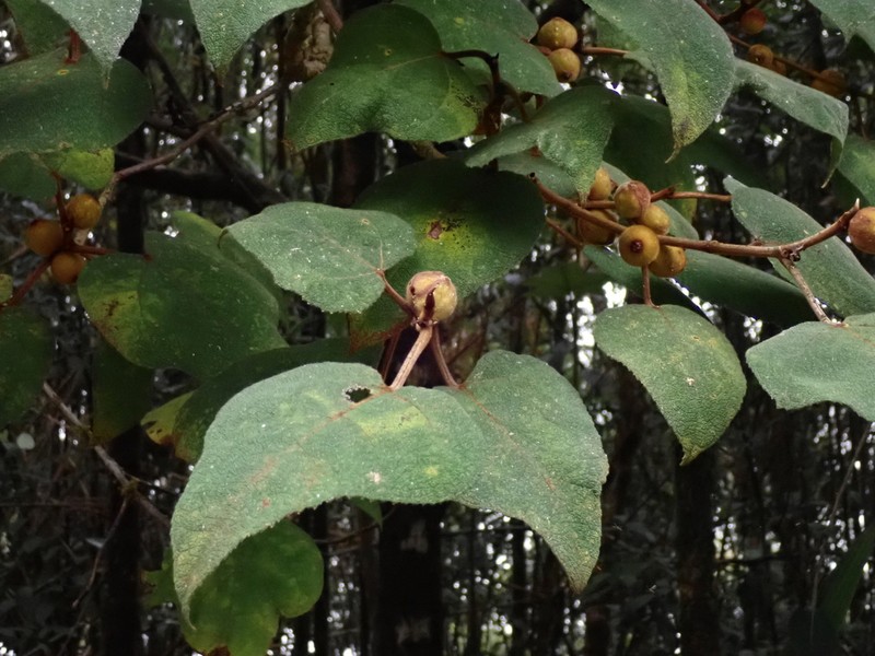 Ficus eumorpha photo 3