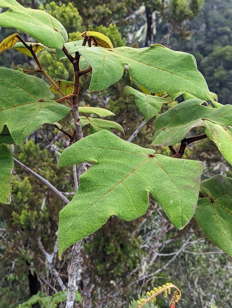 Ficus eumorpha photo 4