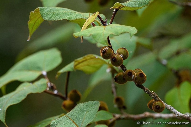 Ficus eumorpha photo 5