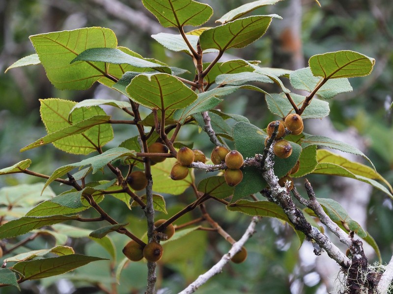 Ficus eumorpha photo 6