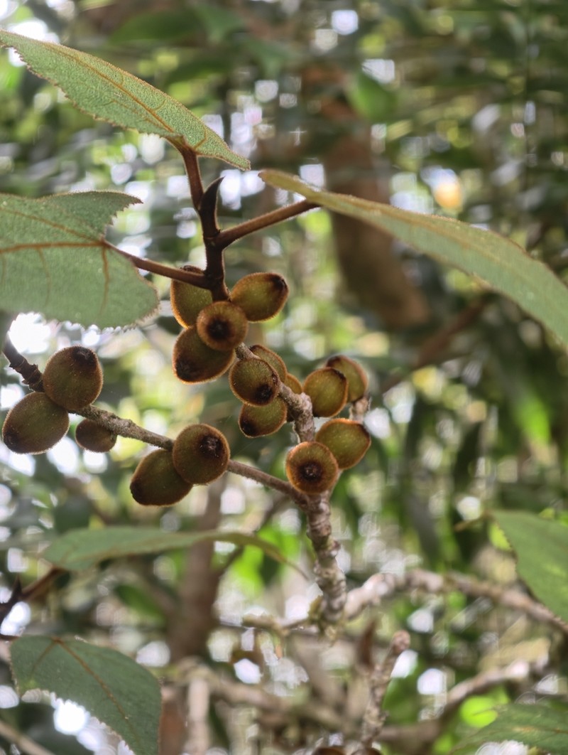 Ficus eumorpha photo 7