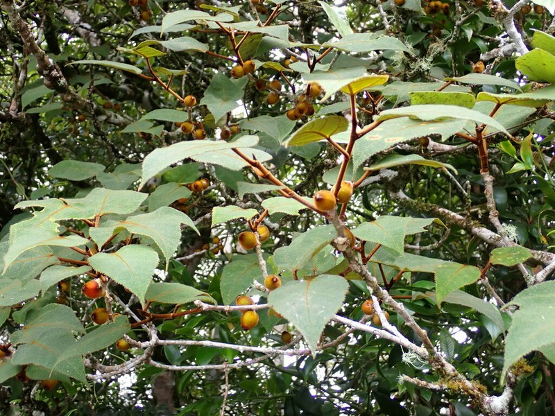 Ficus eumorpha photo 8