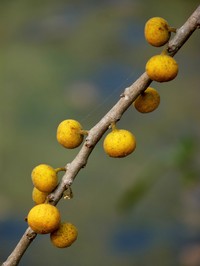 Ficus exasperata