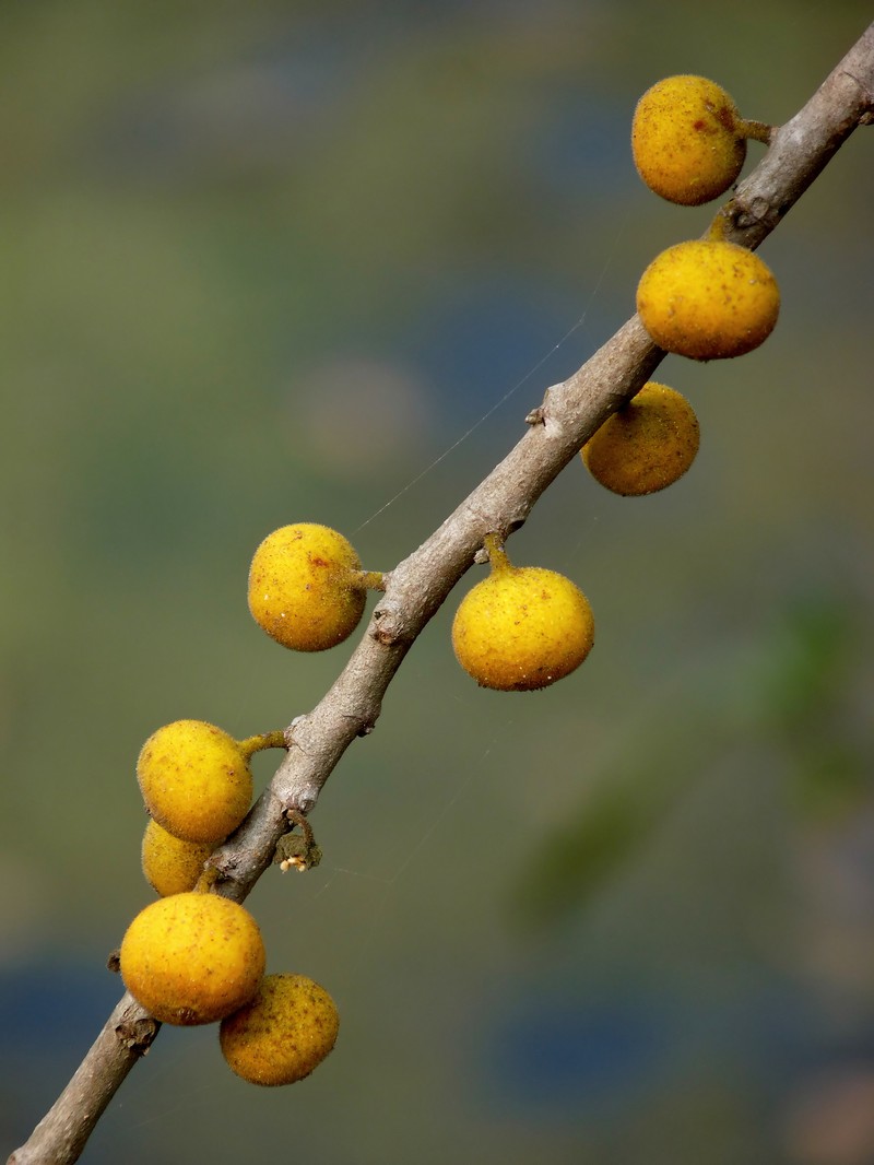 Ficus exasperata