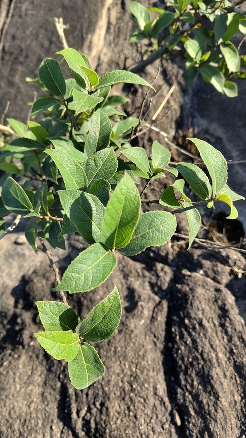 Ficus exasperata photo 2