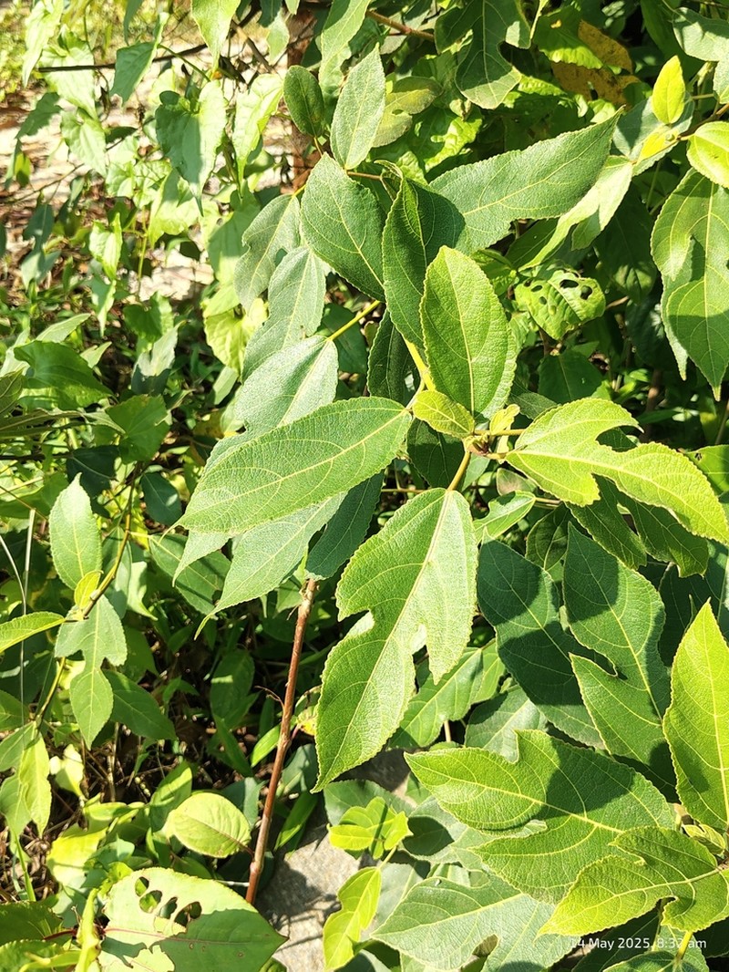 Ficus exasperata photo 3