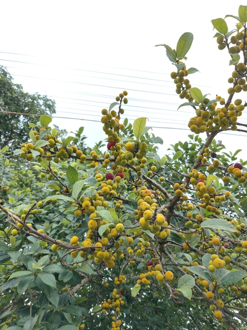 Ficus exasperata photo 4