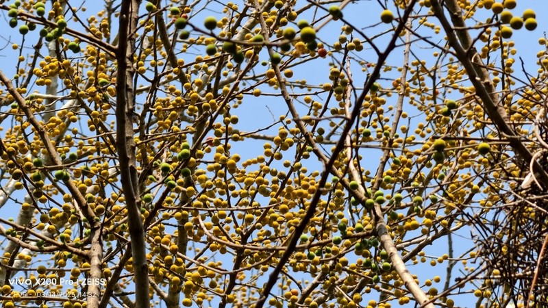 Ficus exasperata photo 5