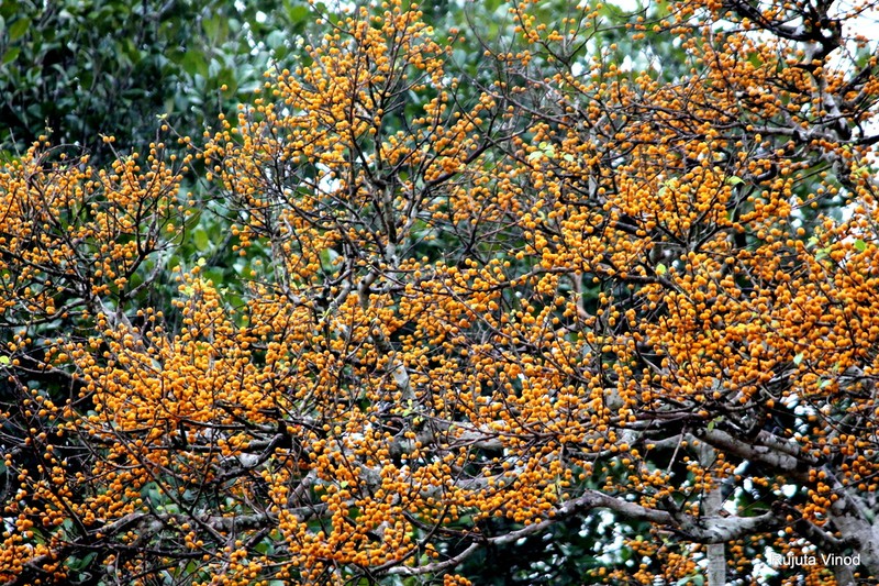 Ficus exasperata photo 6