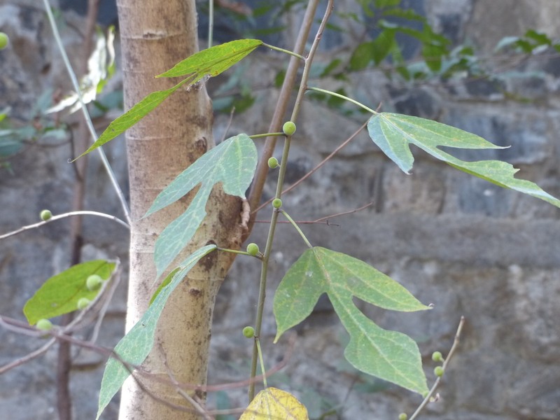 Ficus exasperata photo 7