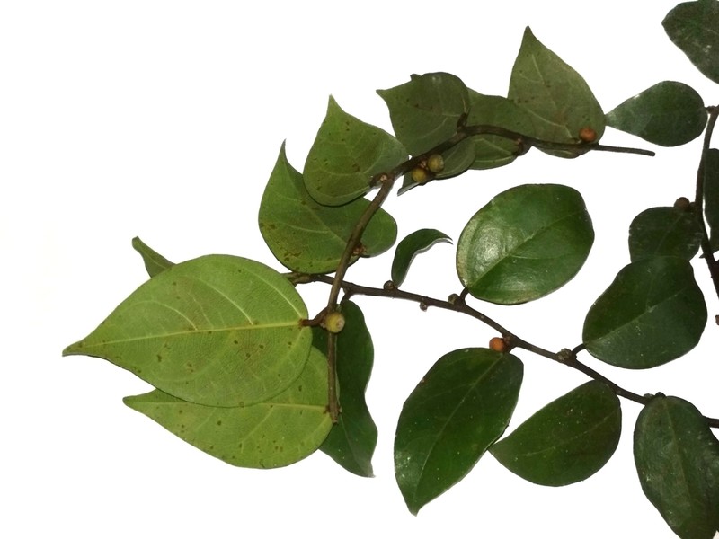 Ficus excavata photo 2