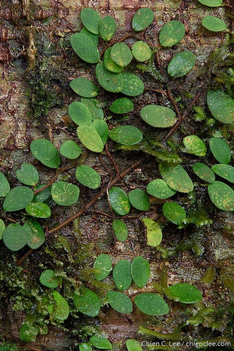 Ficus excavata photo 3