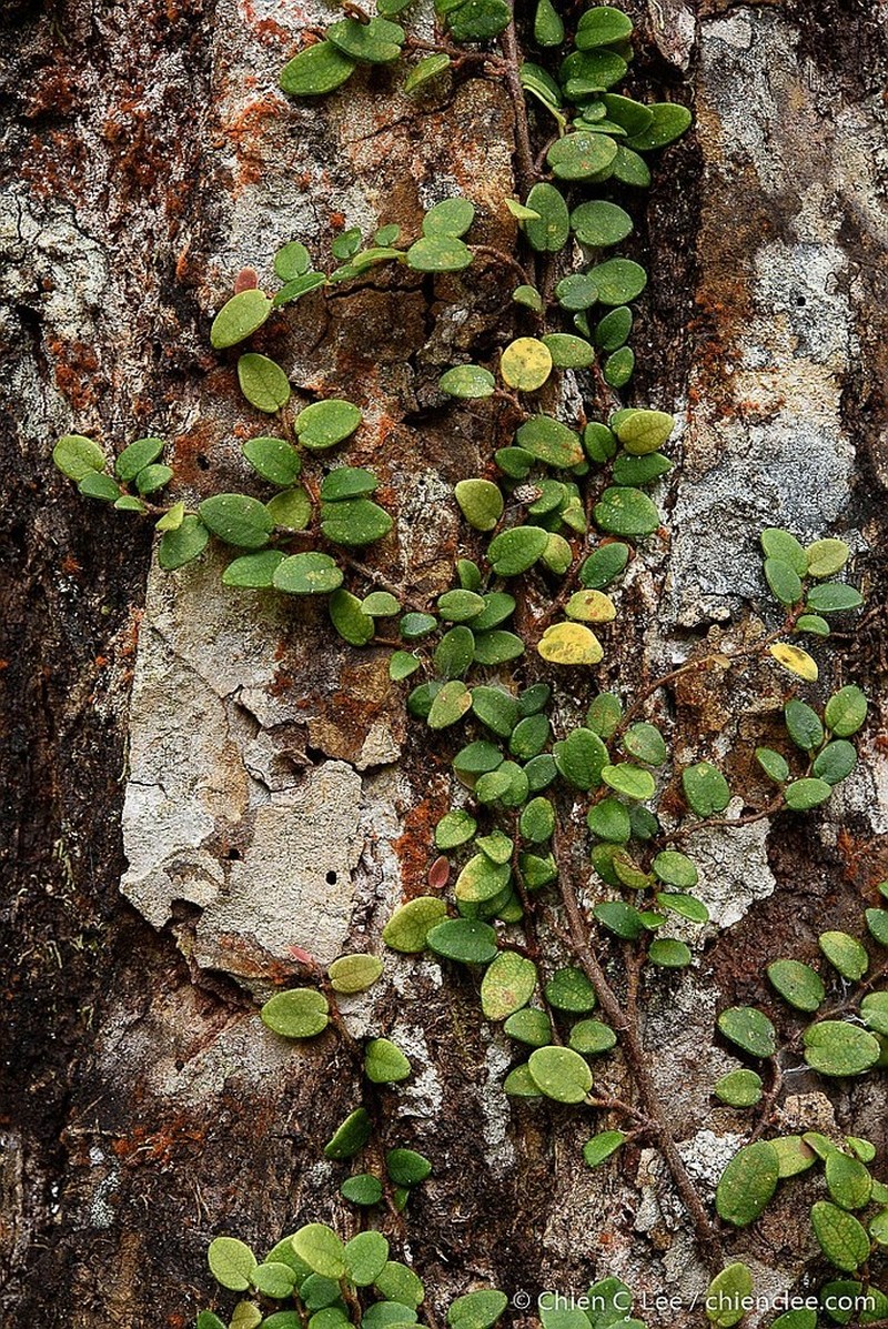 Ficus excavata photo 4