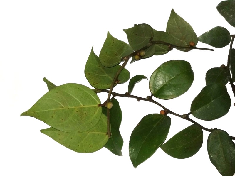 Ficus excavata photo 6