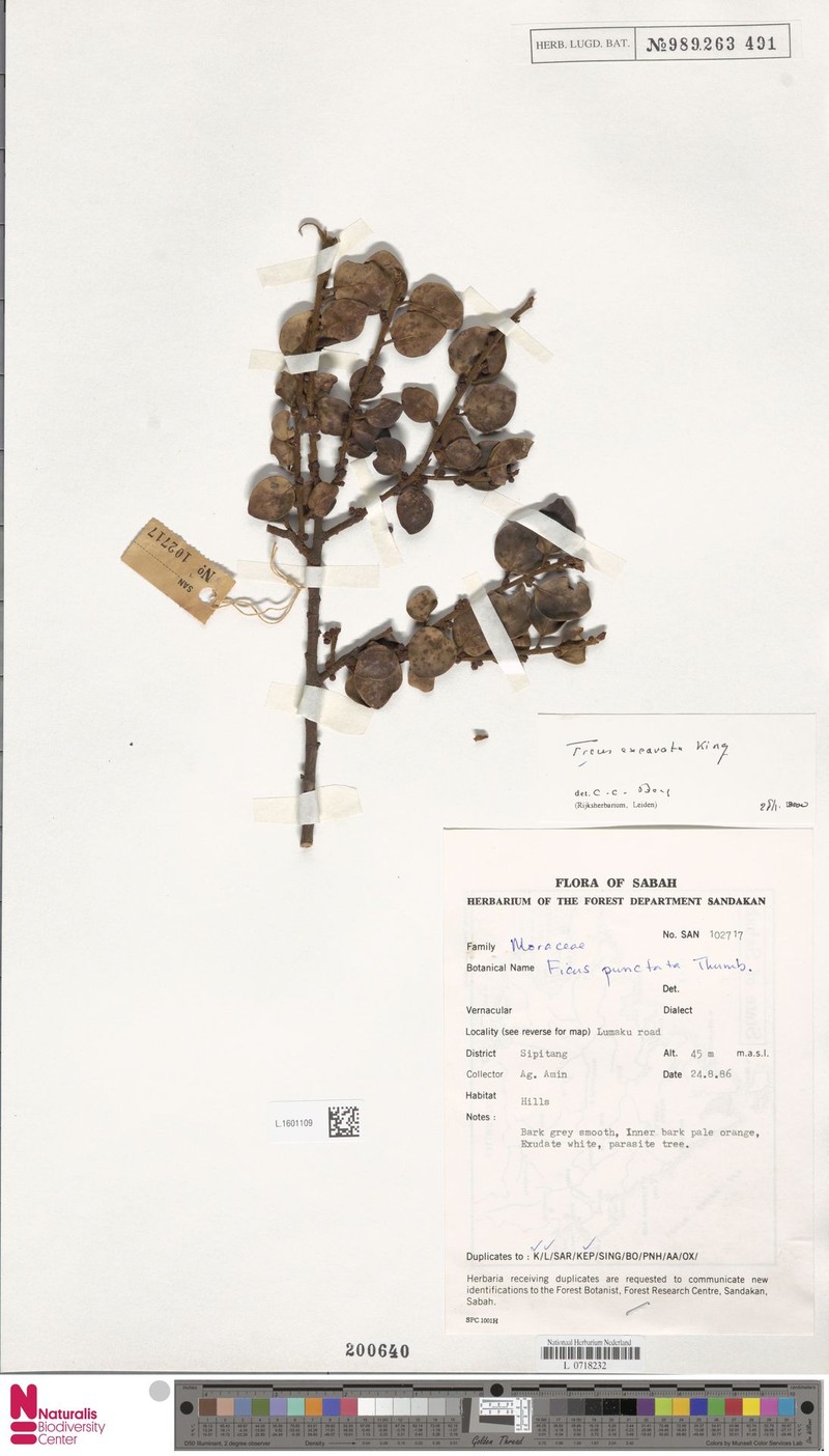 Ficus excavata photo 7