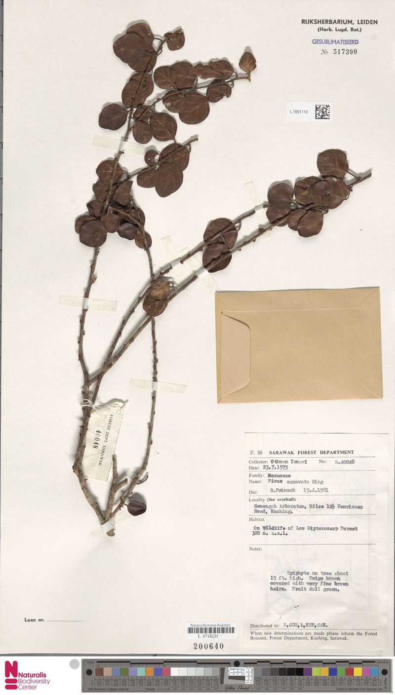 Ficus excavata photo 8
