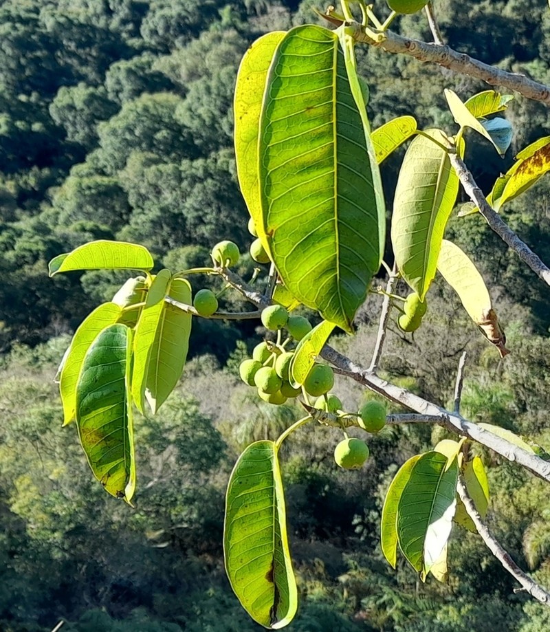 Ficus eximia