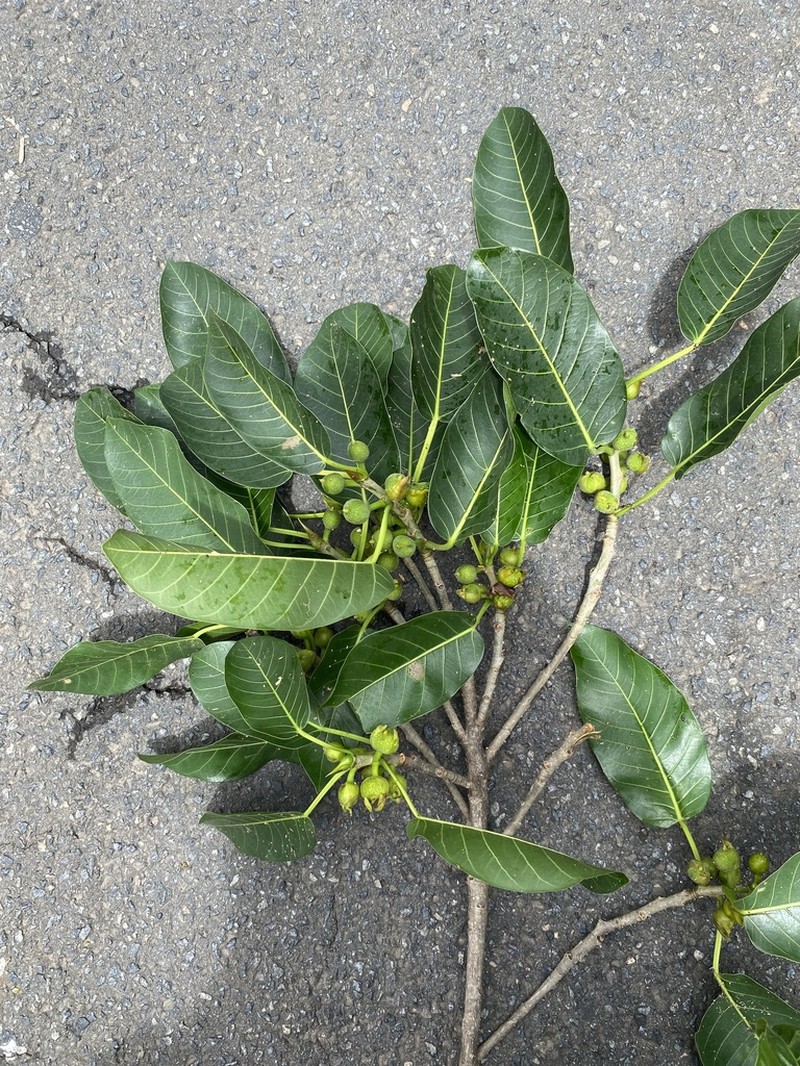 Ficus eximia photo 2