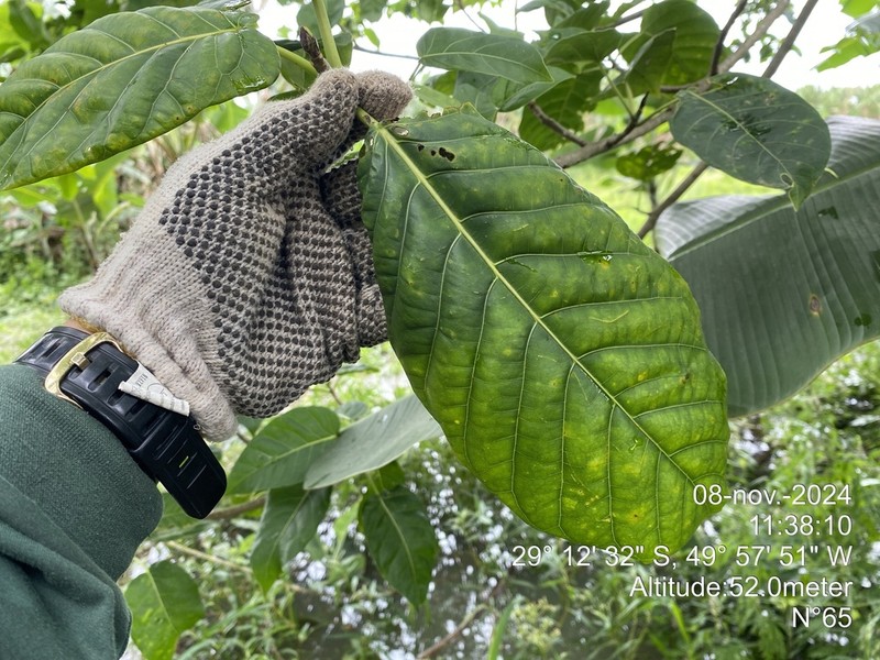 Ficus eximia photo 3