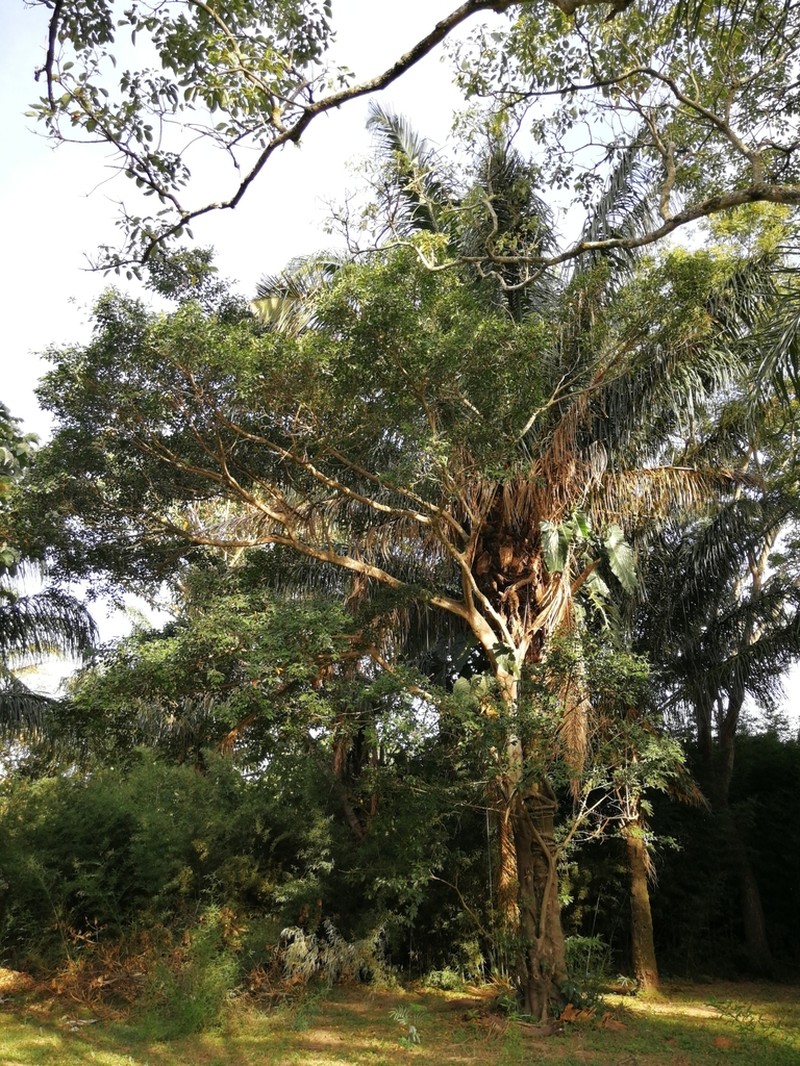 Ficus eximia photo 4