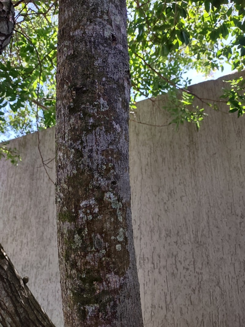 Ficus eximia photo 5