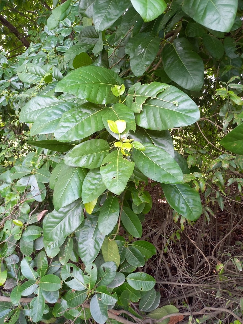 Ficus eximia photo 6