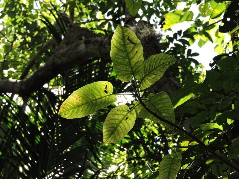 Ficus eximia photo 7