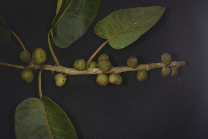 Ficus eximia photo 8