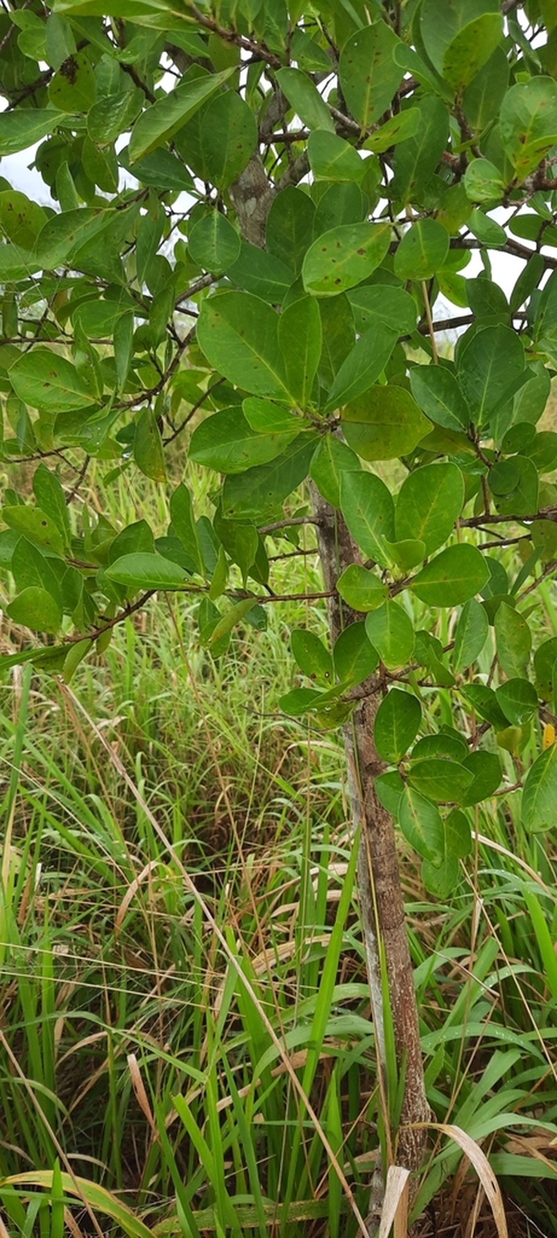 Ficus faulkneriana