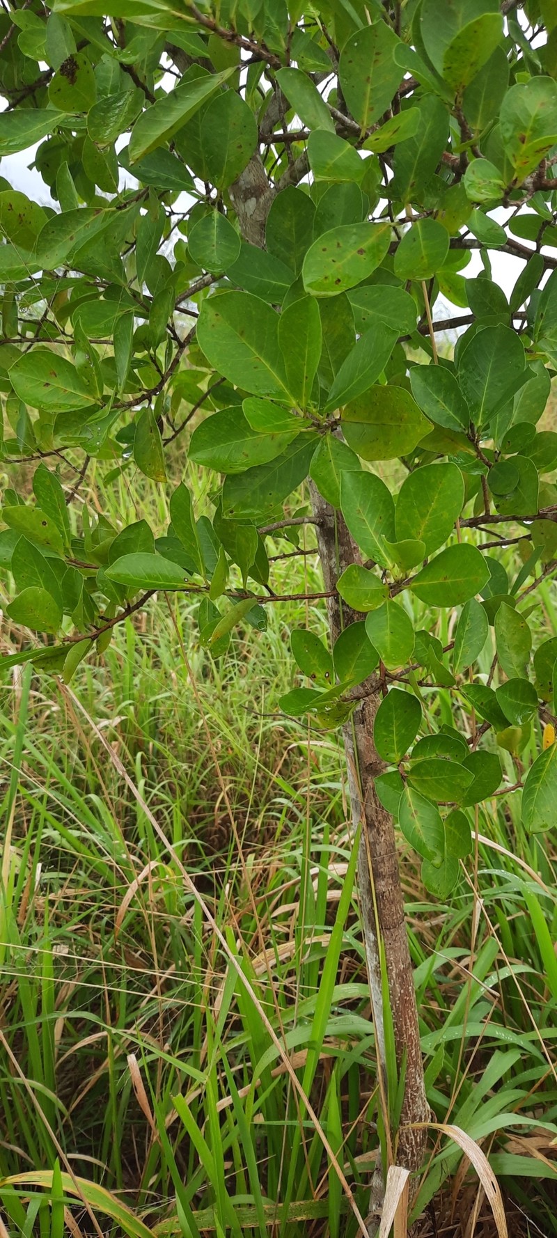 Ficus faulkneriana photo 3