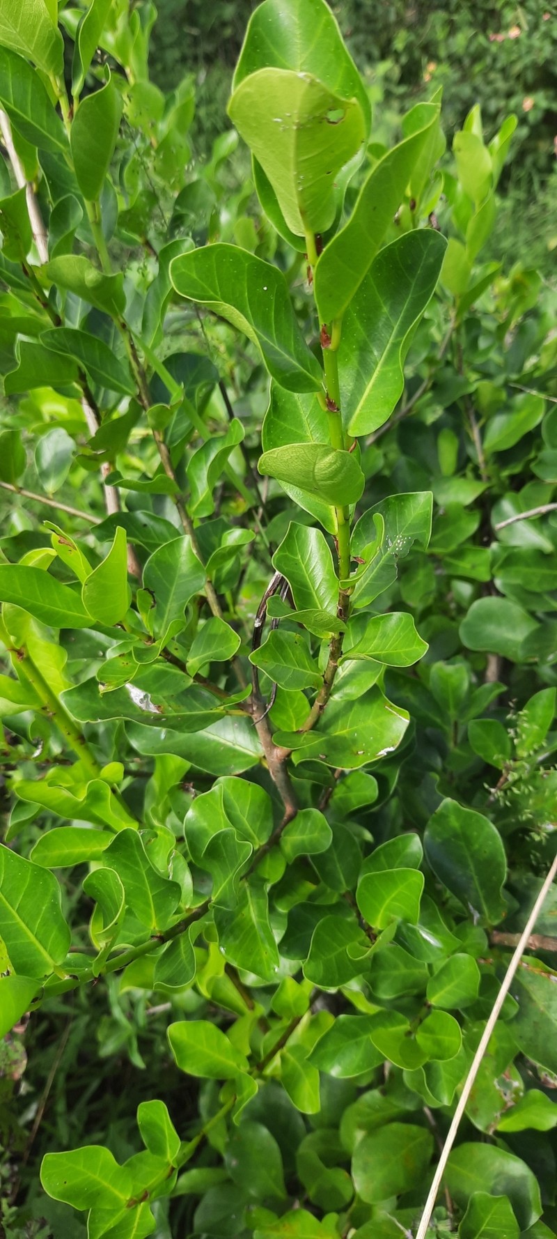 Ficus faulkneriana photo 4