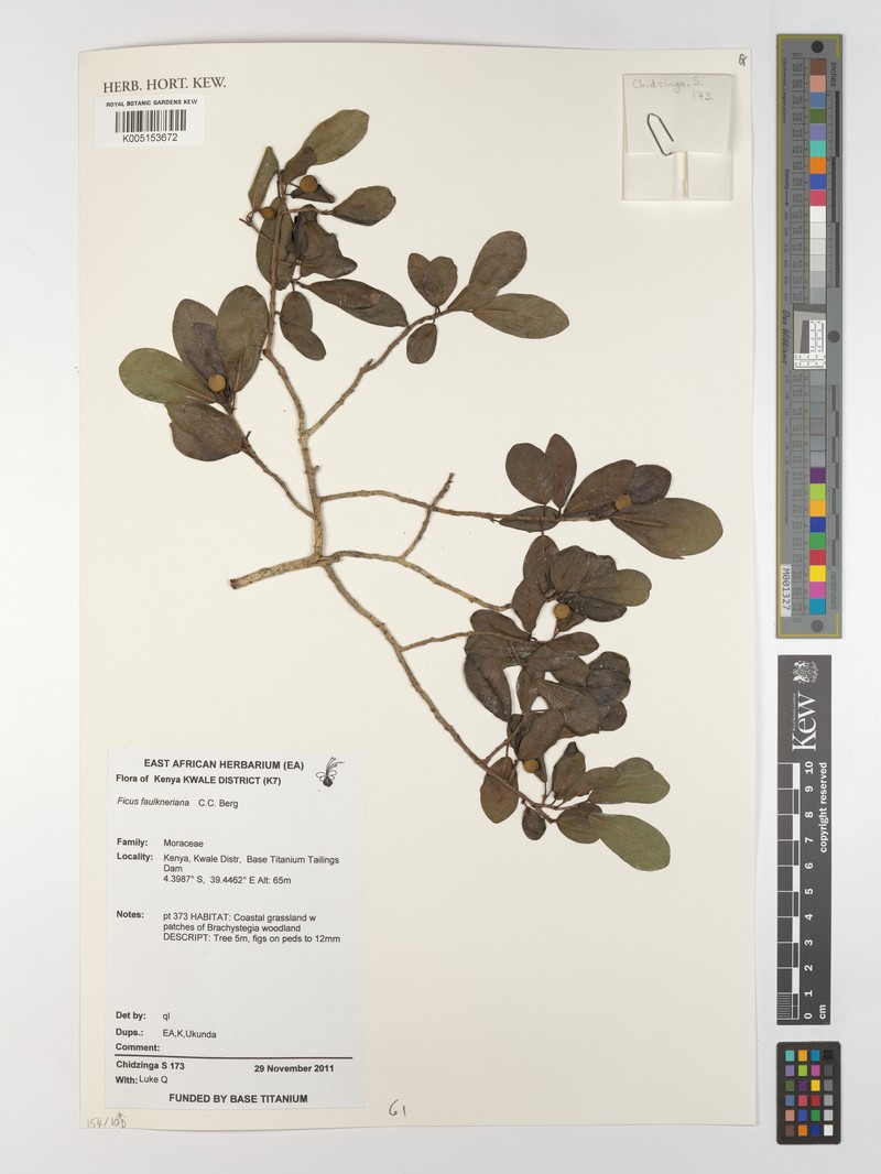 Ficus faulkneriana photo 5